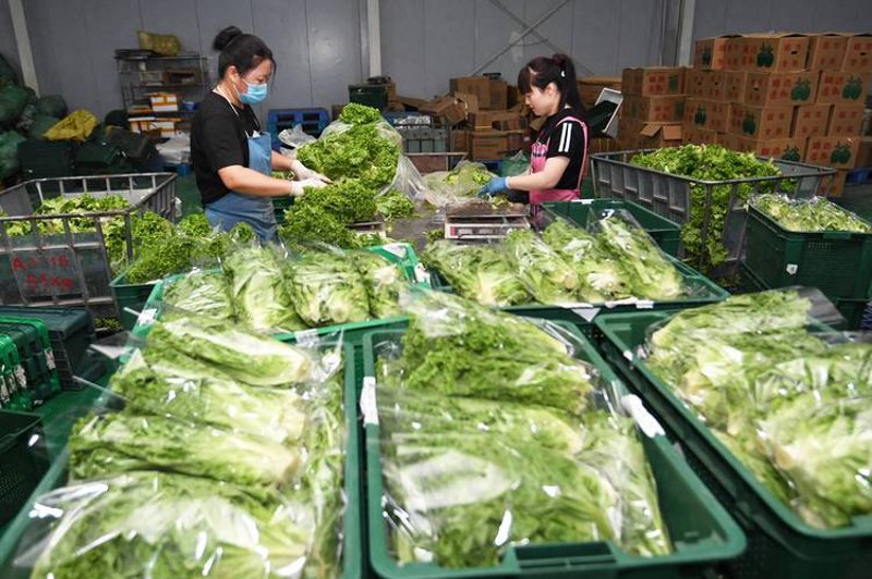 蔬菜供应商